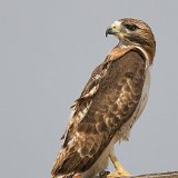 11SB6378 Red-tailed Hawk